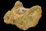 Fossil Theropod Caudal Vertebra - Kem Kem Beds #118161-2